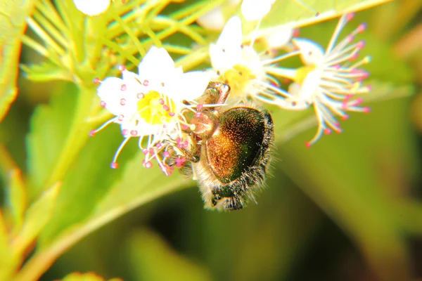 Chafer. — Stock Photo, Image