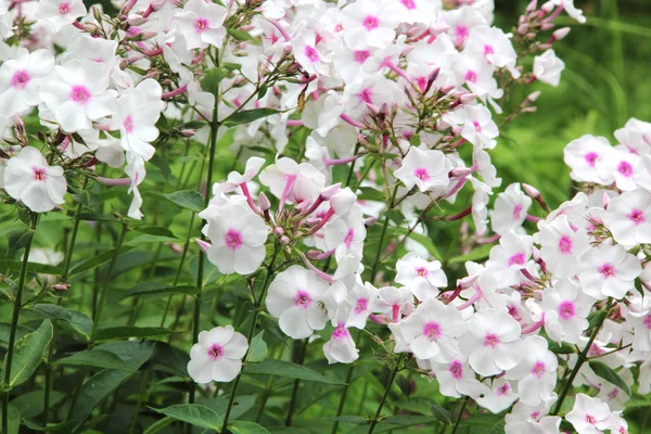 Fehér phlox. Nyári virág. — Stock Fotó