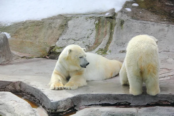 Oso polar . —  Fotos de Stock