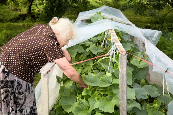 La anciana en un invernadero en los arbustos de pepinos Fotos De Stock Sin Royalties Gratis