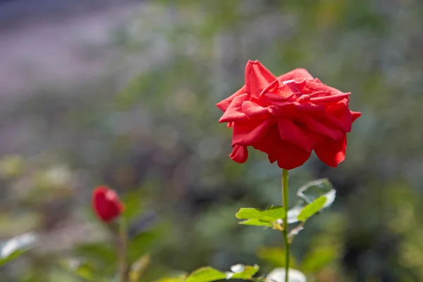 Kwiat róży w ogrodzie po południu — Zdjęcie stockowe