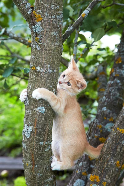 Красный котёнок на дереве днём — стоковое фото