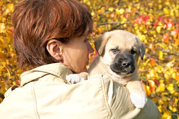 The woman with a puppy in hands against autumn leaves — Stock Photo, Image