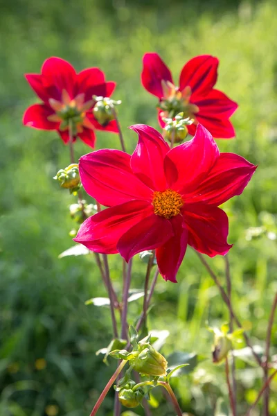 Kırmızı çiçekler dahlias öğleden sonra bir Bahçe — Stok fotoğraf