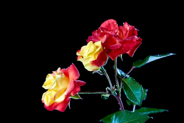 Róże z kropli wody na czarnym tle — Zdjęcie stockowe