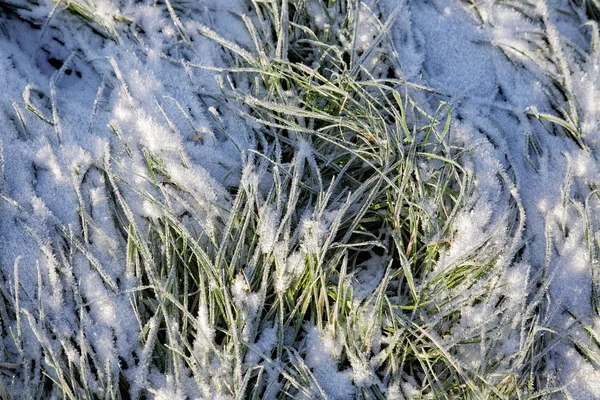Green grass covered with hoarfrost — Stock Photo, Image