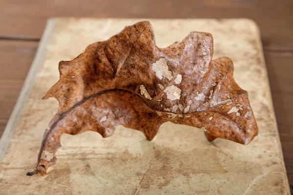 Nature morte Feuille de chêne sec sur un vieux livre d'écriture — Photo