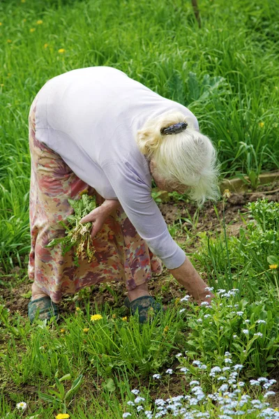 Бабушка весной рвет траву в саду — стоковое фото