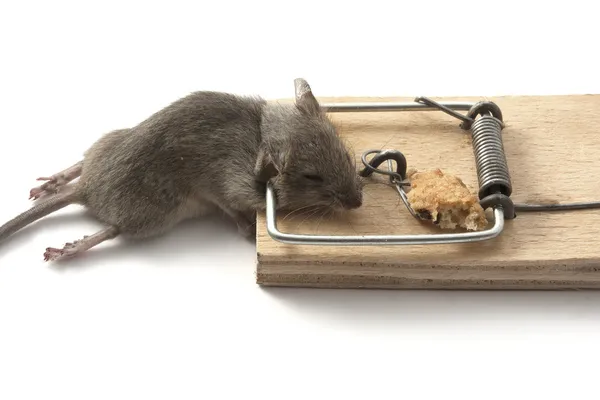 Fare kapanındaki fare