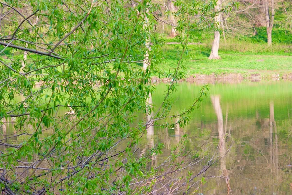 Frentes de primavera — Foto de Stock