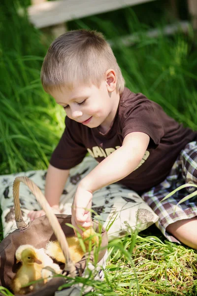 Child Playing with Chicks — Stock Photo, Image