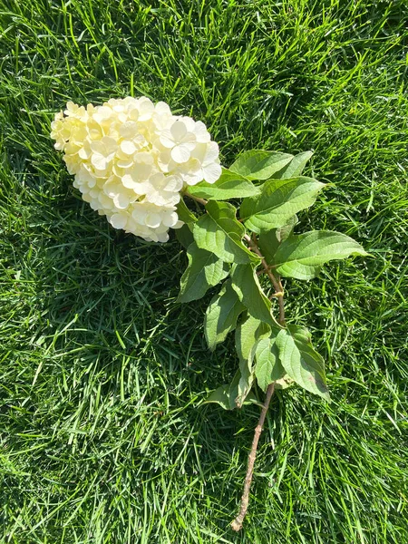White Flowers Hydrangeain Summer Garden — Stock Photo, Image