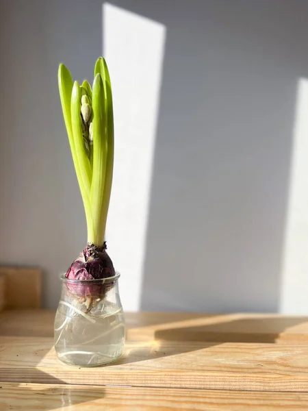 Рослини Гіацинта Бруньками Концепція Весняної Квітки — стокове фото