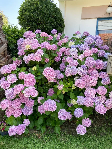 Ortanca Yaz Bahçesinde Çiçek Açıyor Güzel Ortanca Macrophylla — Stok fotoğraf