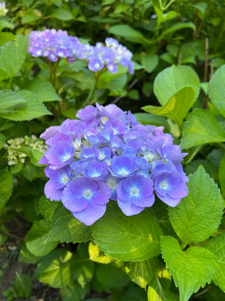 Hortensia Hydrangea Azul Hortensia Flores Hortensia Macrophylla — Fotografia de Stock