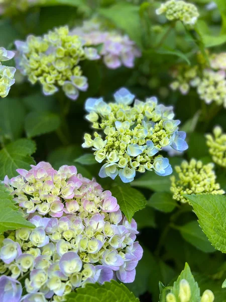 Mavi Hortensiya Ortancası Hortensiya Çiçekleri Ortanca Makrofilla — Stok fotoğraf