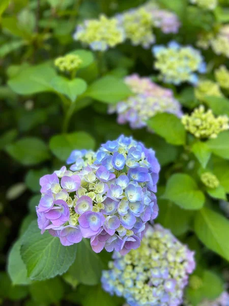 Hortensia Rose Bleue Fleurie Éclairée Par Soleil — Photo