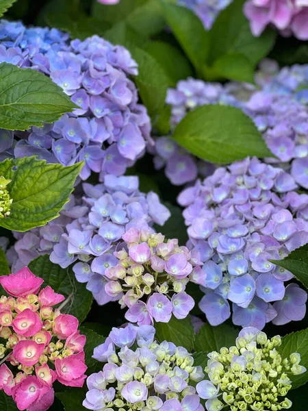 Çiçek Açan Pembe Mavi Ortanca Güneşle Aydınlanıyor — Stok fotoğraf