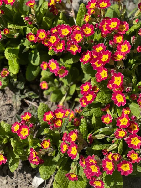 Primroses Spring Beautiful Colors Primrose Flowers Garden — Stockfoto