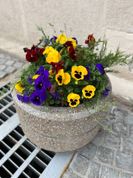 Gray Pots Beautiful Flower Outdoors Gardening Landscaping — Φωτογραφία Αρχείου