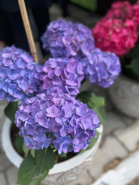 pots with beautiful flower Hydrangea outdoors.Gardening and landscaping