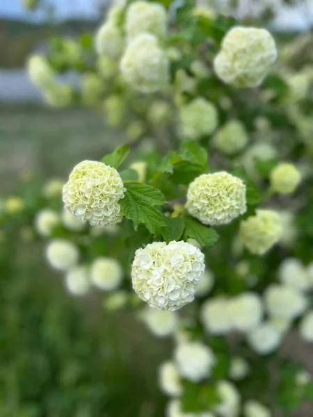 Zierstrauch Viburnum Buldenezh Mit Weißen Blüten — Stockfoto
