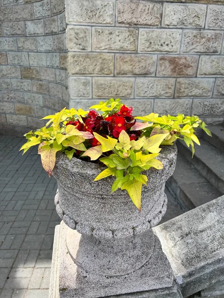 Gray Pots Beautiful Flower Outdoors Gardening Landscaping — Stock Photo, Image