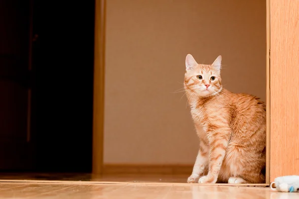 Ingwer gestromte Katze — Stockfoto