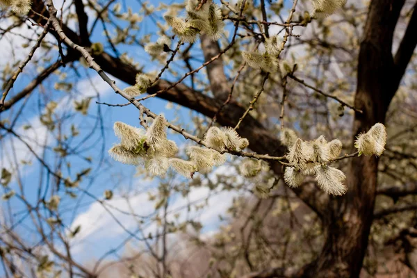 Saule en fleurs — Photo