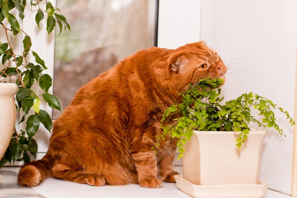 Schottische Faltenkatze — Stockfoto