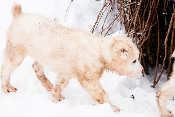 Wandelen pup — Stockfoto