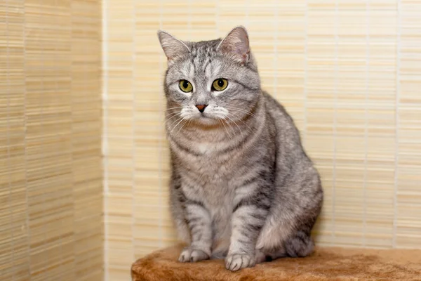 Crey tabby cat — Stock Photo, Image