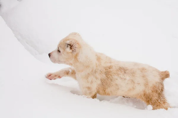 Cucciolo che cammina — Foto Stock