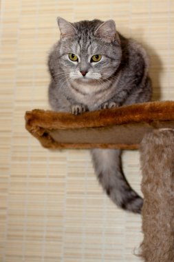 crey tekir kedi