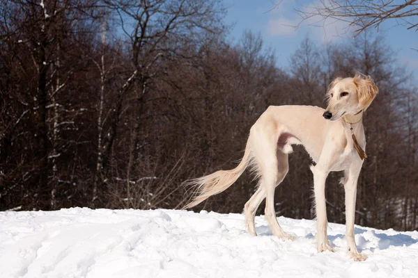 Stojący saluki — Zdjęcie stockowe