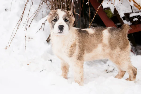 Standing puppy — Stock Photo, Image