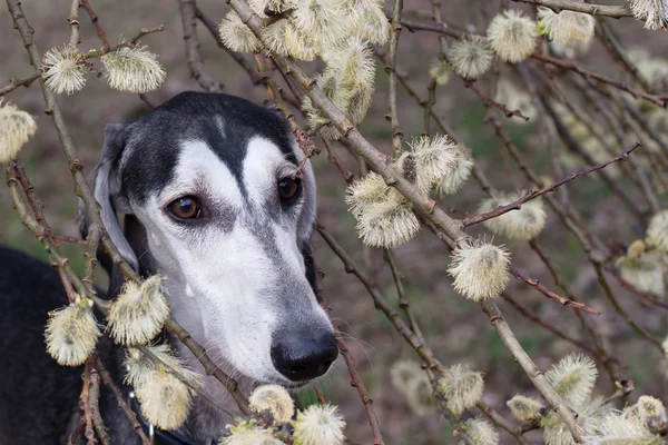 Soepele saluki — Stockfoto