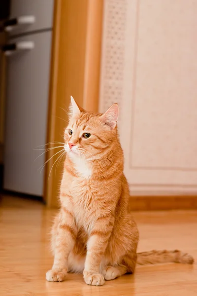 Τζίντζερ γάτα Τάμπι — Φωτογραφία Αρχείου
