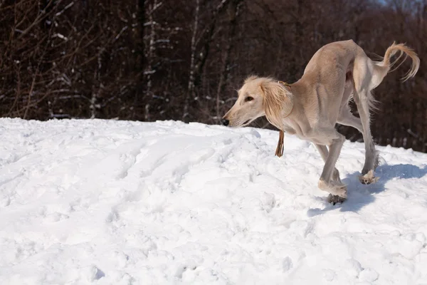 Lopende saluki — Stockfoto