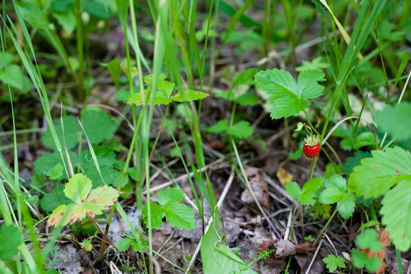 Wild strawberry — Stock Photo, Image