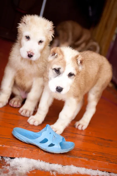 Standing puppies — Stock Photo, Image
