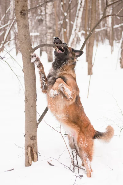 Belgisk vallhund — Stockfoto