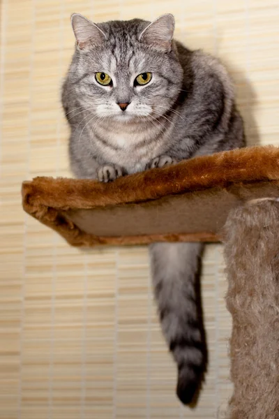 Crey gato tabby —  Fotos de Stock
