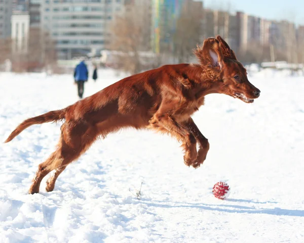 犬のフライ — ストック写真