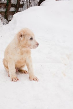 oturma köpek yavrusu