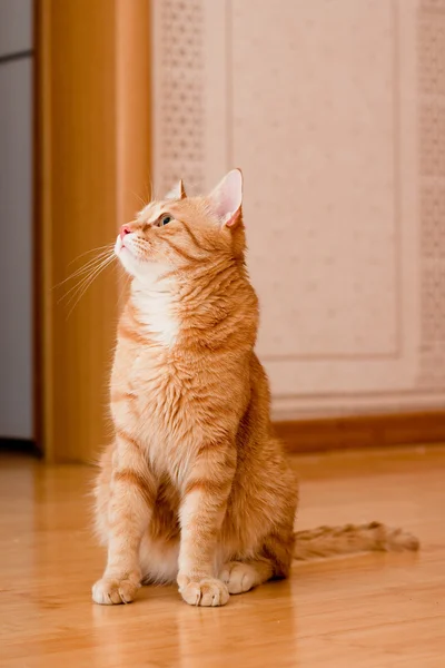 Ginger tabby gato —  Fotos de Stock