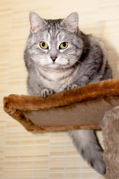 Crey gato tabby — Foto de Stock