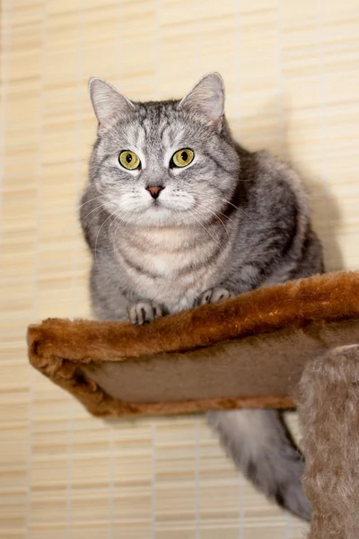 Crey tabby cat — Stock Photo, Image