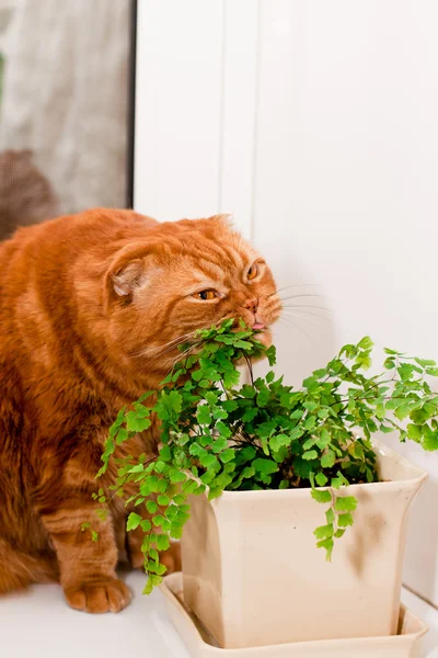 Scottish fold cat — Stock Photo, Image