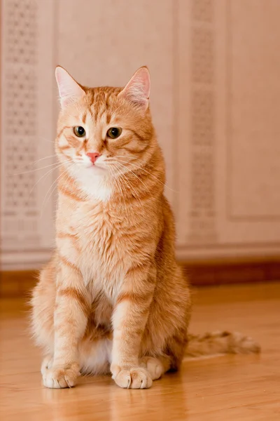 Ginger tabby gato — Fotografia de Stock